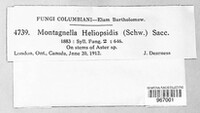 Gibberidea heliopsidis image